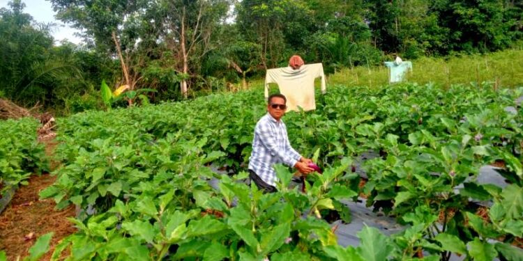 Apresiasi & Komitmen DPRD Barut: Legislatif Dorong Pemerintah Topang Pertanian Sebagai Sumber Ekonomi Utama