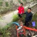 Tanggap Laporan Petani, Ardianto Turun Langsung Cek Kondisi Sawah di Teweh Selatan